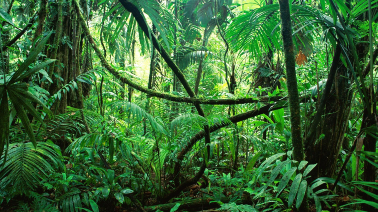 UN International Day of Forests